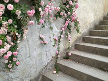 Stone Stairs In Pink Roses Bush