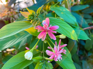Wall Mural - combretum indicum flowers bouquet by the end of the branch or the leaf. group of pink rangoon ceeper