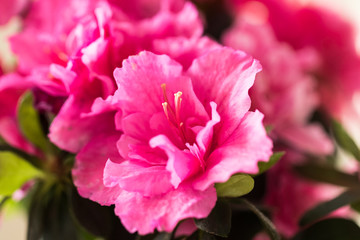 Wall Mural - Closeup of pink azalea flower.