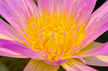 Wall Mural - close up yellow pollen of purple lotus flowers in the pond.