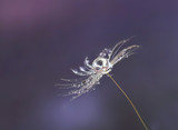 Fototapeta Łazienka - Dandelion seed macro with water drop or dew. Beautiful abstract background.