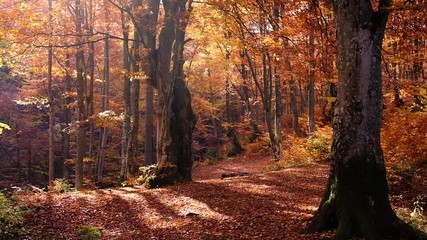 autumn forest with leaves falling down in slow motion. brilliant fall colors of a sunlit forest. aut