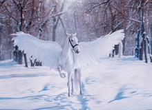 Fantasy Divine Sunlight Fabulous Mythical Pegasus. White Beautiful Creative Birds Wings. Animal Stands On Backdrop Winter Snowy Forest. Fairy Tale Christmas. Photography Wallpaper. Art Costume Horse