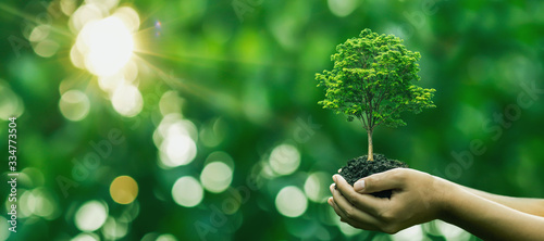 Fotografía Tree planting on volunteer family's hands for eco friendly and corporate social