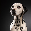 © Terres de Photos - Dalmatien