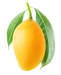 Fototapete - Isolated mango fruit. One yellow mango hanging on a tree branch with leaves isolated on white background