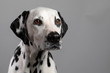 © Terres de Photos - Dalmatien