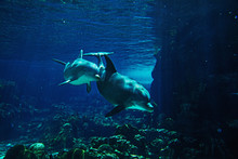 Pair Of Dolphins Swimming Underwater