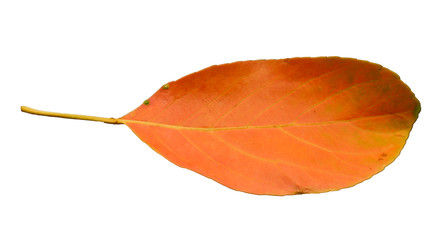 autumn leaves isolated on white background