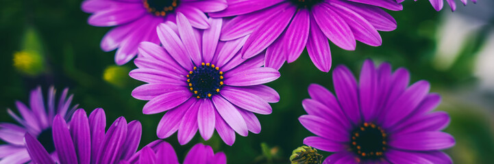 Wall Mural - Natural floral background and texture. Beautiful vibrant purple chrysanthemum flowers. Panorama banner format