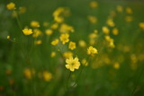 Fototapeta Kwiaty - fiori macro natura fotografia 