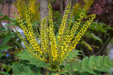 Mahonia X Media Charity  Flowering In Autumn In East Grinstead