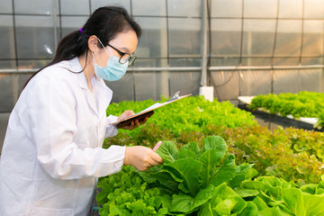 Hydroponics farm, Scientist or Worker testing and collect data from lettuce organic hydroponic. Fresh vegetable at greenhouse farm garden.