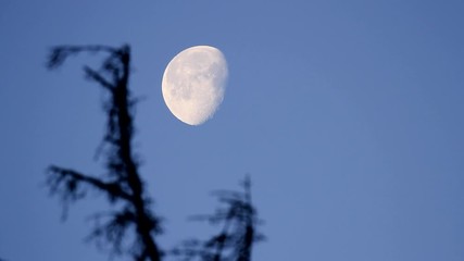 Wall Mural - Bright moon with a tree in front on a pale blue sky 