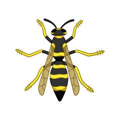 Cartoon style top view wasp isolated illustration on white background