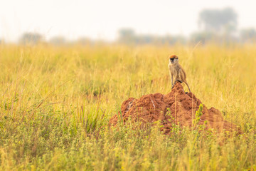 Wall Mural - patas monkey or hussar monkey looking for danger in beautiful morning light, murchison falls nationa