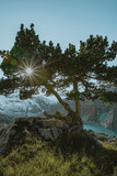 Fototapeta Uliczki -  sun rays through tree on snowy mountain in pyrenees