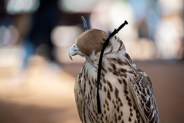 falconry photos