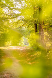 Fototapeta Krajobraz - Autumn: Colorful tree alley in the park on a sunny day with leaves on the ground, selective focus