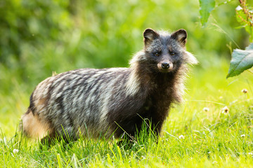 Wall Mural - horizontal composition of wild raccoon dog, nyctereutes procyonoides, standing on a green meadow and