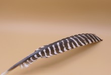 Brown White Striped Feather, Isolated At A Beige Background