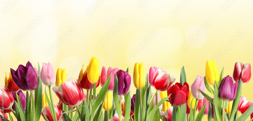 Many beautiful tulips on light background. Banner design - obrazy, fototapety, plakaty 