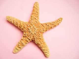starfish isolated on pink pastel background
