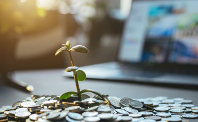 Financial Growth, Green plant on pile coins background. Business, economy,financial  concept.