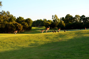 Kangaroos on a golf course.