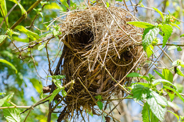 Bird Nest