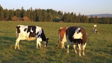 Group Of Cows Grazing On Green Meadow, Small Forest In Background