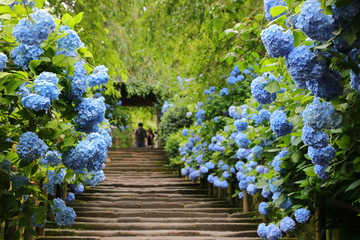 Hydrangea at Meigetsuin (Hydrangea Temple) Kamakura Japan