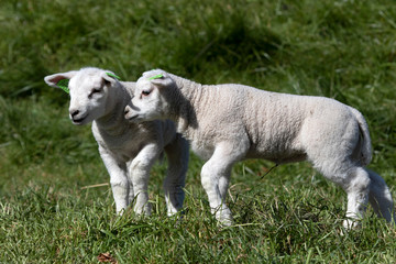 Two young lamb enjoying in the spring sun