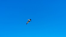 Pelican With Open Wings Flying On A Clear Summer Sky