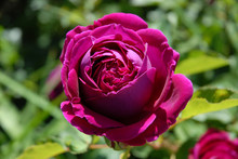 Dark Crimson Single Rose On English Shrub Rose, Falstaff