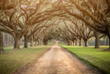 Fototapeta Przestrzenne - Beautiful sunlit southern georgia road driveway with canopied pecan trees starting to bloom in the spring with a yellow sunlit warm glow