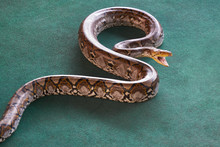 Big Python Crawls On A Green Carpet, Opening A Mouth For Attack.