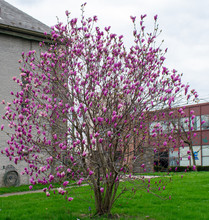 A Blooming Pink Tree On A Church Lawn