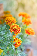 Wall Mural - Orange Zinnia flower in garden.