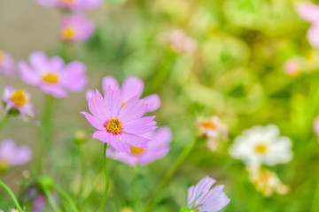 Wall Mural - Cosmos flower in garden.