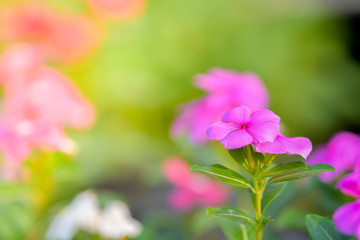 Wall Mural - Madagascar Periwinkle, in garden.
