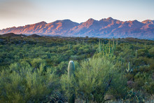 Saguaro National Park East, Tucson AZ