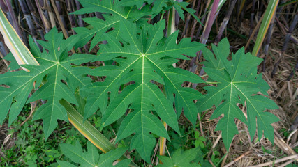 Wall Mural - Natural shape most creative of papaya leaf. Papaya leaves are various kinds of herbal medicine, especially decreased immune system