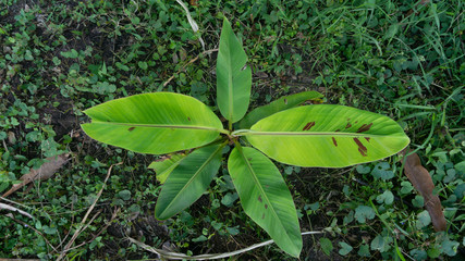 Wall Mural - Banana leaves are green, the picture is taken from the top view. Young banana leaf is useful as a cure for urinary tract disease and urinary problems