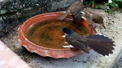 Wall Mural - Pantail Flycatchers and Yellow vented bulbul with cool water