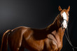 Portrait of bay horse with classic bridle isolated on black background