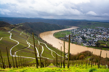 Wall Mural - steep vineyards in piesport