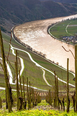 Wall Mural - steep vineyards in piesport