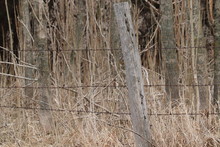 Old Wooden Fence Post With Barbwire In A Pasture 