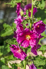 Wall Mural - Hollyhocks With Dark Pink Blossoms